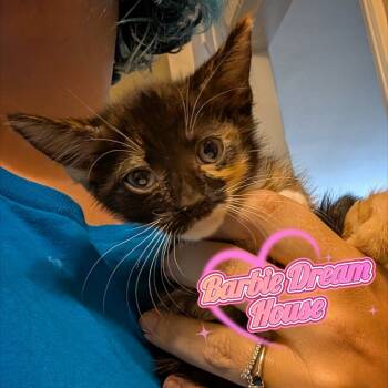 Rescue Domestic Short Hair Cats for Adoption in Westminster, California - Barbie Dream House | PetCurious