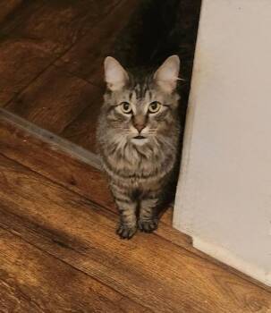 Rescue Maine Coon and Domestic Medium Hair Cats for Adoption in Theodore, Alabama - Bella | PetCurious