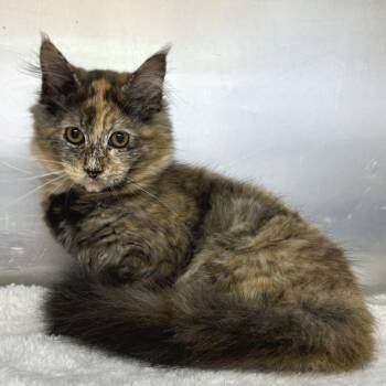 Domestic Medium Hair Cats Available for Adoption in Medford, Oregon - Liesl | PetCurious