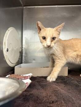 56034562 -  Domestic Medium Hair Cat for Adoption in El Paso, Texas - 56034562 | PetCurious