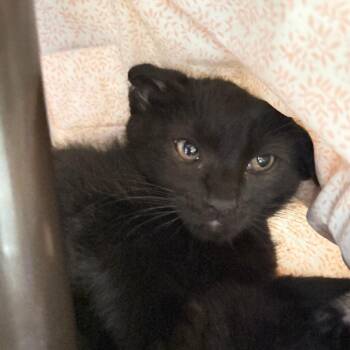 Wesker -  Domestic Short Hair Cat for Adoption in Las Vegas, Nevada - Wesker | PetCurious