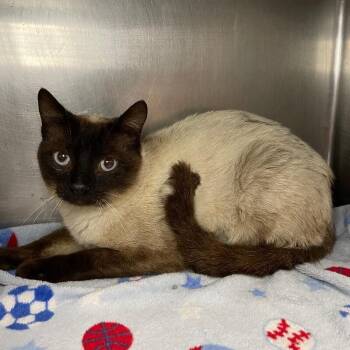 Domestic Short Hair Cats Available for Adoption in Roanoke, Virginia - Uno | PetCurious