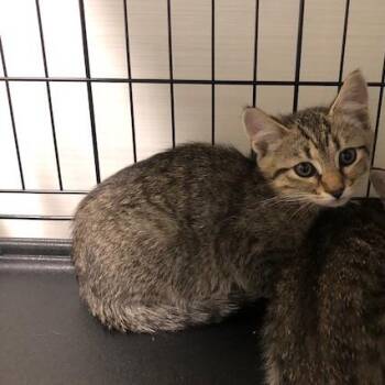 Faro -  Domestic Short Hair Cat for Adoption - Faro | PetCurious