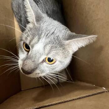 Chomp -  Domestic Short Hair Cat for Adoption in Philadelphia, Pennsylvania - Chomp | PetCurious