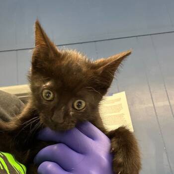 Rescue Domestic Short Hair Cats for Adoption in Marshall, Virginia - Screech | PetCurious