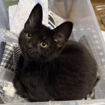 Silas -  Domestic Short Hair Cat for Adoption in Folsom, Louisiana - Silas | PetCurious