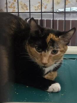 Odyssey -  Domestic Short Hair Cat for Adoption in Salisbury, Maryland - Odyssey | PetCurious