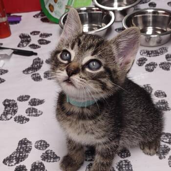 Domestic Short Hair Cats Available for Adoption - Bluefin | PetCurious