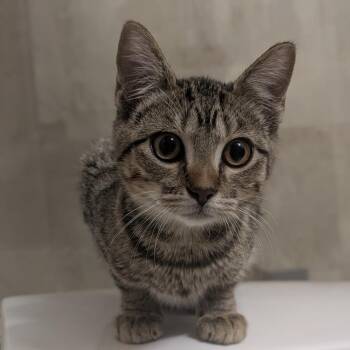 Princess Donut Z -  Domestic Short Hair Cat for Adoption in Fort Lauderdale, Florida - Princess Donut Z | PetCurious