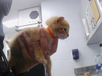 YUZU -  Domestic Short Hair Cat for Adoption in Charlotte, North Carolina - YUZU | PetCurious
