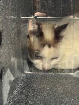 Bobby Joe -  Domestic Short Hair Cat for Adoption in Sevierville, Tennessee - Bobby Joe | PetCurious