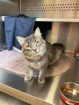 Spoons -  Domestic Medium Hair Cat for Adoption in Minot, North Dakota - Spoons | PetCurious