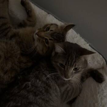 Domestic Short Hair Cats Available for Adoption in Rochester, Minnesota - Kai (Sprocket) | PetCurious