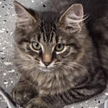 LEE -  Domestic Long Hair Cat for Adoption in Ben Avon, Pennsylvania - LEE | PetCurious