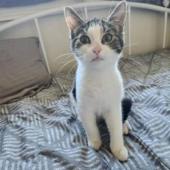 Rescue Dilute Calico Cats for Adoption in Chatham, Ontario - Maple | PetCurious