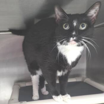 Domestic Short Hair Cats Available for Adoption in Fort Wayne, Indiana - Twilla | PetCurious