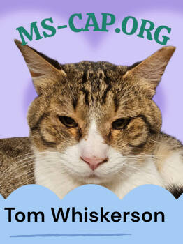 Rescue Tabby Cats for Adoption in Biloxi, Mississippi - Tom Whiskerson | PetCurious