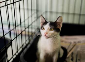 Meek -  Domestic Short Hair Cat for Adoption in San Juan, San Juan - Meek | PetCurious