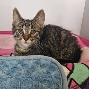 Sourdough -  Domestic Short Hair Cat for Adoption in Monroe, Michigan - Sourdough | PetCurious