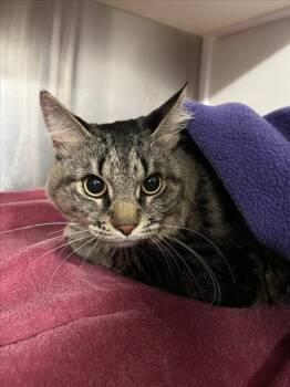 Domestic Medium Hair Cats Available for Adoption in Woodland, California - *GUZ GUZ | PetCurious