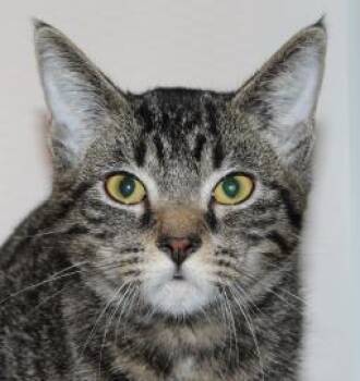 Zsa Zsa -  Domestic Short Hair Cat for Adoption in Venice, Florida - Zsa Zsa | PetCurious