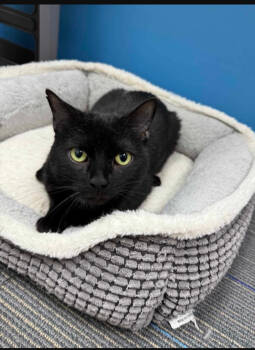 Rescue Domestic Short Hair Cats for Adoption - Slinky-special Needs CH | PetCurious