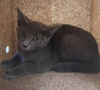 Pi -  Domestic Short Hair Cat for Adoption in Lafayette, Indiana - Pi | PetCurious