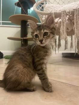 Foxy (4597)) -  Domestic Medium Hair and Tortoiseshell Cat for Adoption in Zephyrhills, Florida - Foxy (4597)) | PetCurious