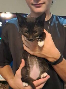 Pepper -  Domestic Short Hair Cat for Adoption in Miami, Oklahoma - Pepper | PetCurious