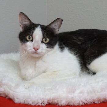 Bubbles V -  Domestic Short Hair Cat for Adoption in Fountain Hills, Arizona - Bubbles V | PetCurious