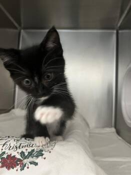 FIGARO -  Domestic Short Hair Cat for Adoption in Las Vegas, Nevada - FIGARO | PetCurious
