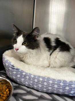 Bert -  Domestic Medium Hair Cat for Adoption in Logan, Utah - Bert | PetCurious