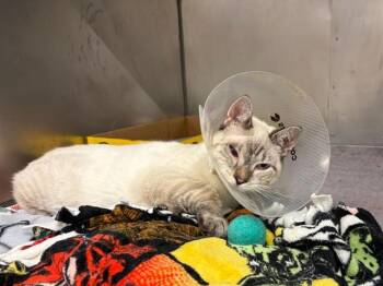 CHEERIO -  Domestic Short Hair Cat for Adoption in Fort Wayne, Indiana - CHEERIO | PetCurious