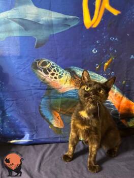 Mocha -  Domestic Short Hair Cat for Adoption in Huntington, West Virginia - Mocha | PetCurious