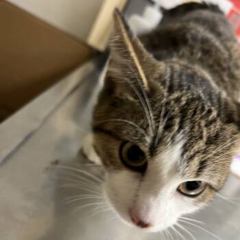 Rescue Domestic Short Hair Cats for Adoption in Pekin, Illinois - Marble | PetCurious