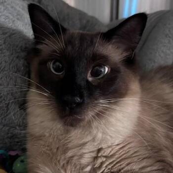 Arlo -  Siamese Cat for Adoption in Allegan, Michigan - Arlo | PetCurious
