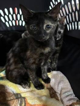 Hermione -  Domestic Short Hair Cat for Adoption in Cincinnati, Ohio - Hermione | PetCurious