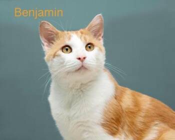 Domestic Short Hair Cats Available for Adoption - Benjamin | PetCurious