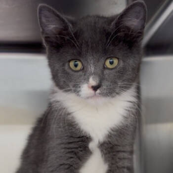 Rescue Domestic Short Hair Cats for Adoption in Medford, Oregon - Victoria | PetCurious