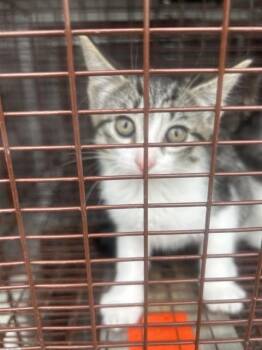A656755 -  Domestic Short Hair Cat for Adoption in Houston, Texas - A656755 | PetCurious