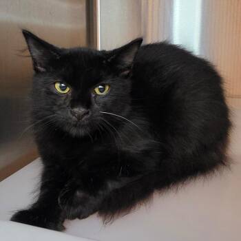 R.E.M. -  Domestic Short Hair Cat for Adoption in Los Angeles, California - R.E.M. | PetCurious