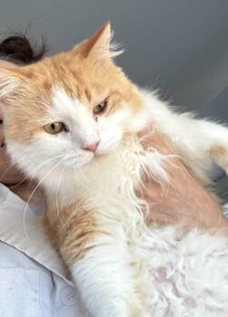 Paro -  Siberian Cat for Adoption in Brampton, Ontario - Paro | PetCurious