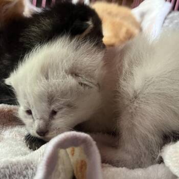 Snow White -  Domestic Short Hair Cat for Adoption in Priest River, Idaho - Snow White | PetCurious