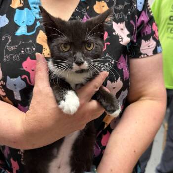 Pikachu -  Domestic Medium Hair Cat for Adoption in Trenton, New Jersey - Pikachu | PetCurious