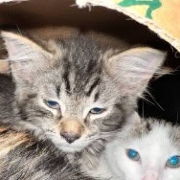 Rescue Domestic Short Hair Cats for Adoption in Pittsburgh, Pennsylvania - Twix | PetCurious