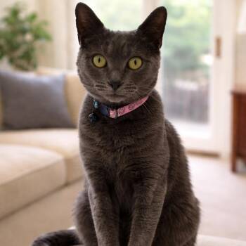 Nona -  Domestic Short Hair Cat for Adoption in Blairsville, Georgia - Nona | PetCurious