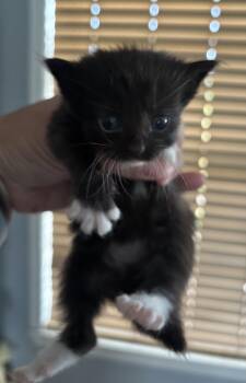 Domestic Short Hair Cats Available for Adoption in Greenville, North Carolina - Belle | PetCurious
