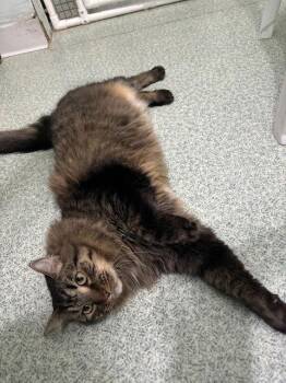 Tabby and Maine Coon Cats Available for Adoption - Soda Pop | PetCurious
