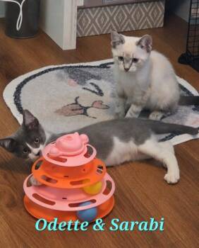 Odette & Sarabi -  Domestic Short Hair Cat for Adoption in Liverpool, Texas - Odette & Sarabi | PetCurious