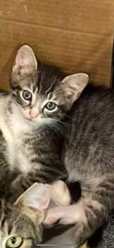 Rescue Domestic Short Hair Cats for Adoption in Waveland, Indiana - Spike | PetCurious